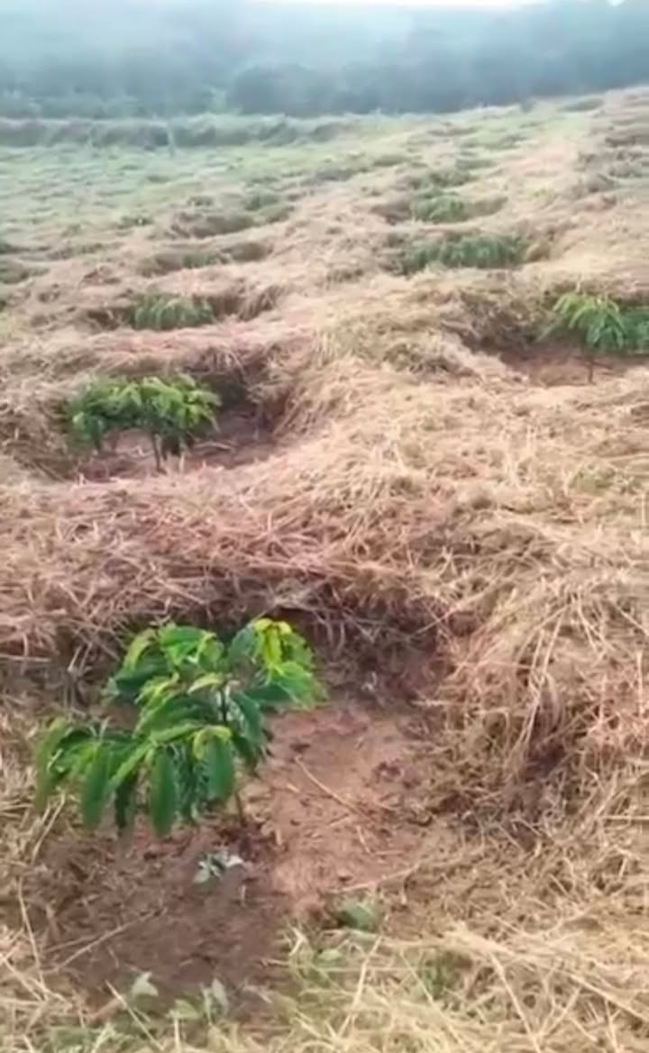 Đất cây lâu năm thôn Tân Hưng 8528m² giá 1.535 tỷ - Sổ đỏ chính chủ