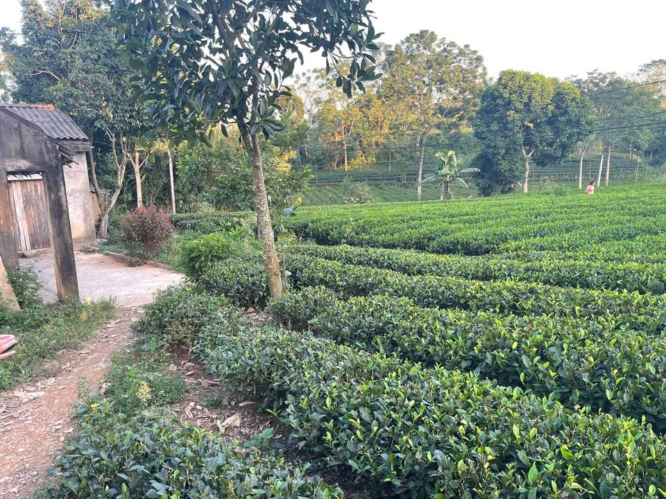 Đất thổ cư Phú Đô, Phú Lương, Thái Nguyên 1.200m² - Bám suối, giá tốt