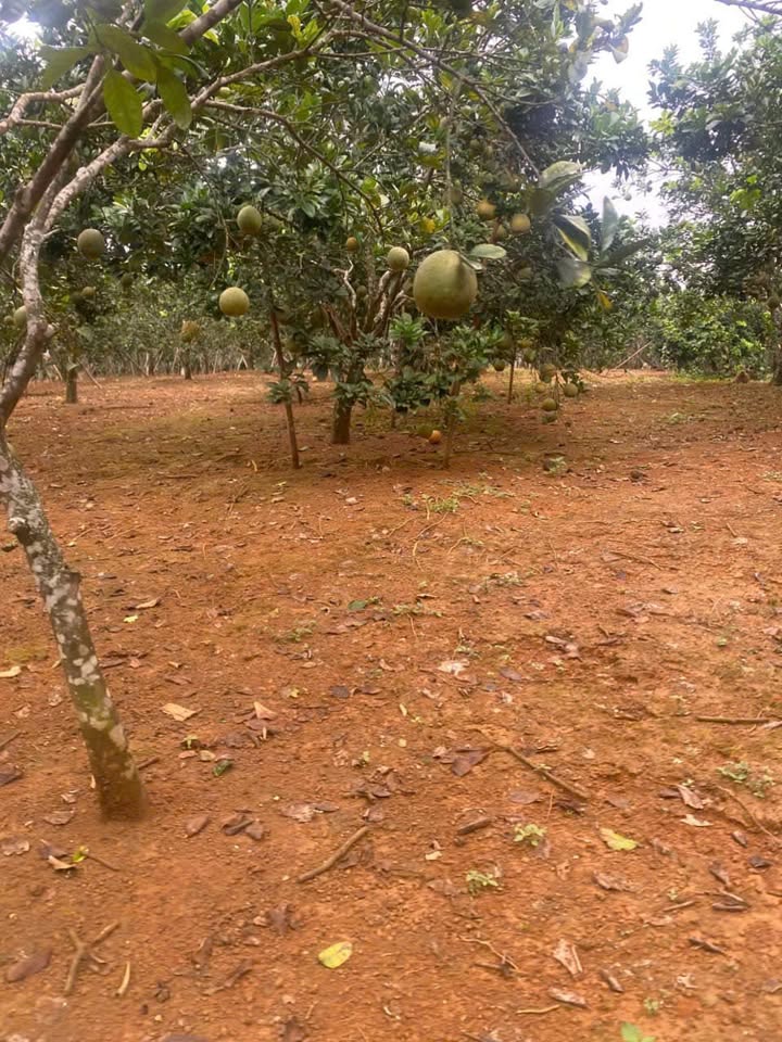 Đất thổ cư 200m² tại Dũng Phong, Cao Phong - Giá chỉ 1.75 tỷ!