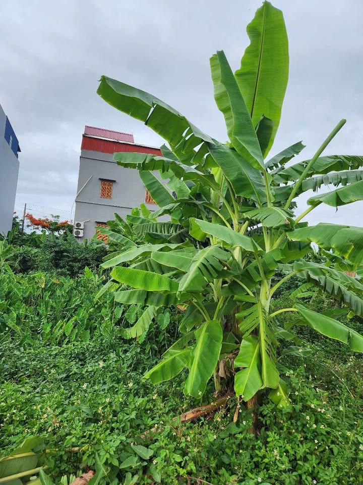 Đất nền Kiến An 126m² giá thỏa thuận - Bán gấp ngay mặt ngõ rộng 6m!