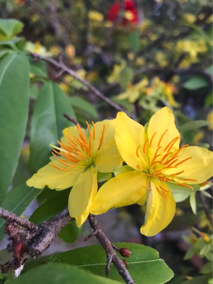 Đất nền thổ cư 115m² tại Phường Bình Lộc, Long Khánh - Giá chỉ 670 triệu!