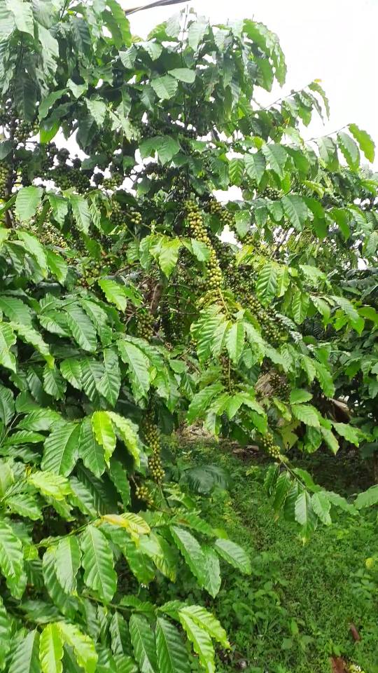 Đất Lộc Thắng Bảo Lâm 15.000m² giá 4.32 tỷ - Cơ hội đầu tư hấp dẫn!