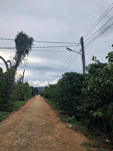 Đất nền Lâm Hà 75m² giá 435 triệu - Sổ hồng chính chủ, vị trí đẹp!