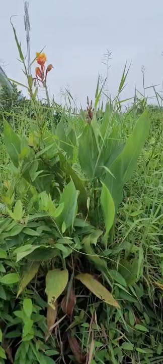 Đất thổ cư 1173m² tại xã Phú Long, Bình Đại - Giá chỉ 575 triệu!