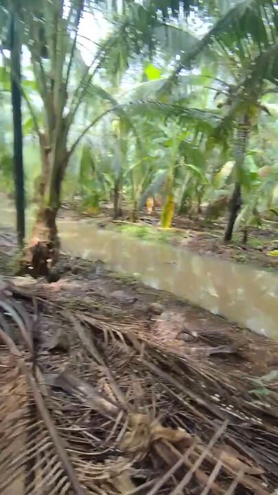 Đất vườn dừa Tân Thành Bình 2000m² giá 790 triệu - Đầu tư sinh lời ngay!