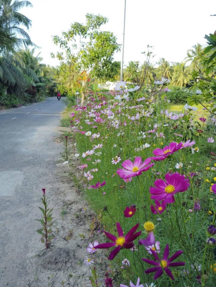 Đất nền 503m² tại Ấp Trà Uông, Trà Vinh chỉ 530 triệu - Cơ hội đầu tư hấp dẫn!