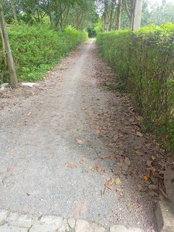 Đất Farm 720m² tại Đại Hưng, Mỹ Đức giá chỉ 900 triệu - Sổ đỏ chính chủ!