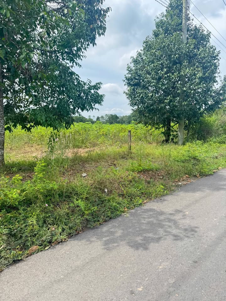 Đất nền xã An Linh, huyện Phú Giáo 400m² - Mặt tiền đường DH 504, giá thỏa thuận!