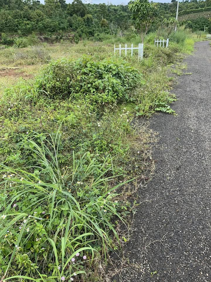 Đất nền Lộc An, Bảo Lâm 1100m² giá 800 triệu - Cơ hội đầu tư tuyệt vời!