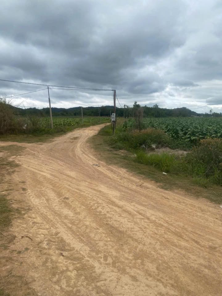 Đất nông nghiệp Hòa Thành, Krông Bông 1.6 hecta giá 3.6 tỷ - Vị trí đẹp, thuận lợi đầu tư!