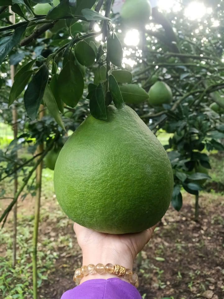 Đất thổ cư Thạnh Phú Vĩnh Cửu 150m² giá 1.8 tỷ - Mặt tiền đường nhựa xe tải né nhau!