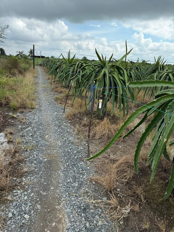 Đất nền 500m² tại Thanh Phú Long, Châu Thành - Chỉ 170 triệu, giá cực tốt!