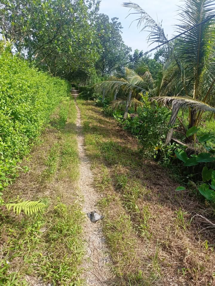 Đất trồng cây lâu năm tại Đại Hưng, Mỹ Đức 720m² giá chỉ 1 tỷ - Đầu tư sinh lời ngay!