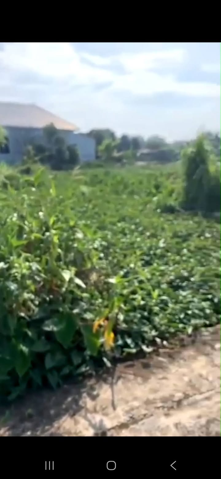 Đất thổ cư 2000m² tại Bồng Lai, Quế Võ - Giá thỏa thuận hấp dẫn!