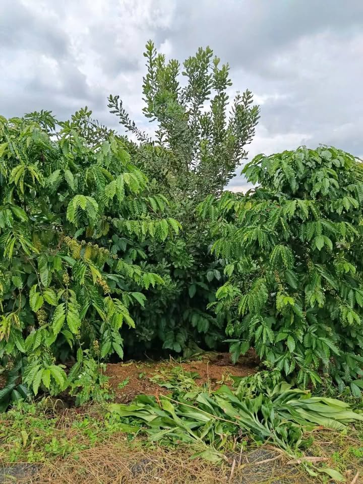 Đất Lộc Ngãi Bảo Lâm 556m² giá 3.4 tỷ - Sổ hồng chính chủ, cơ hội đầu tư hấp dẫn!