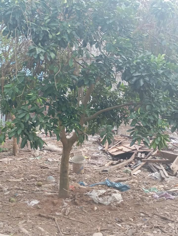 Đất nền Tả Thanh Oai 65m² giá 1.17 tỷ - Chính chủ bán gấp!