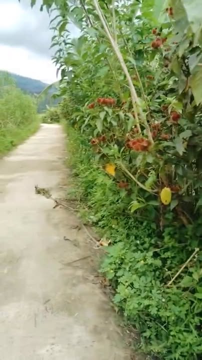 Đất nền Đạ Tông Đam Rông 700m² giá 105 triệu - Sổ đỏ chính chủ!