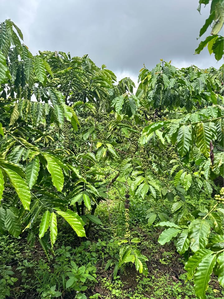 Đất Farm 9500m² tại Thôn 1 Lộc Lâm giá 4.3 tỷ - Bán gấp, có bớt lộc!