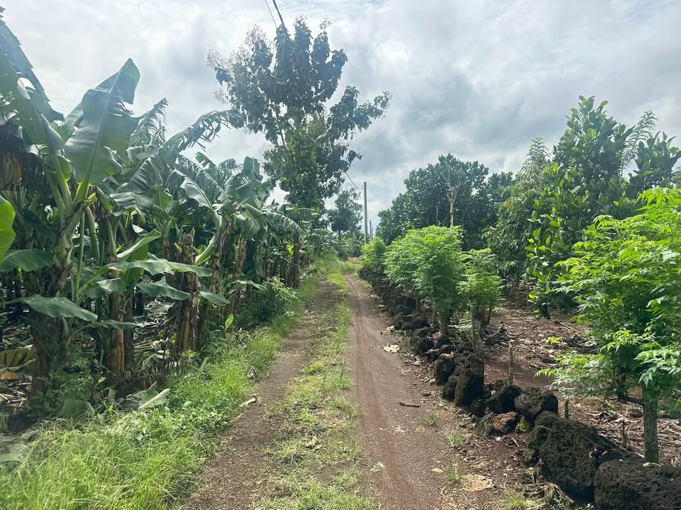 Đất nông nghiệp Tân Phú Đồng Nai 10.000m² giá 3.2 tỷ - Mặt tiền đường rộng, cơ hội đầu tư hấp dẫn!