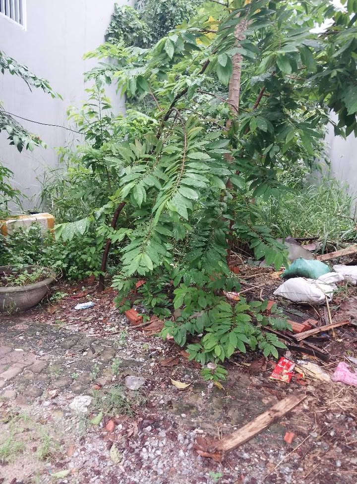 Đất mặt tiền Dương Đình Nghệ Đà Nẵng 100m² giá 14 tỷ - Đầu tư sinh lời ngay!