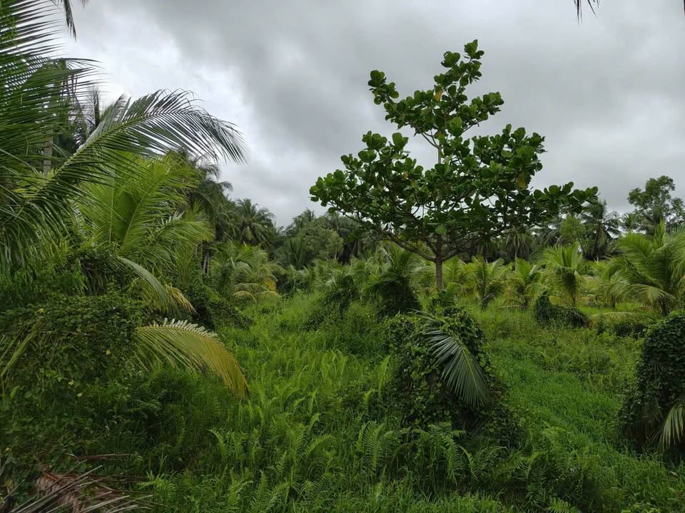 Farm 5 công đất vườn dừa Sông Lộc, Châu Thành, Trà Vinh 1.4 tỷ - Đầu tư sinh lời ngay!