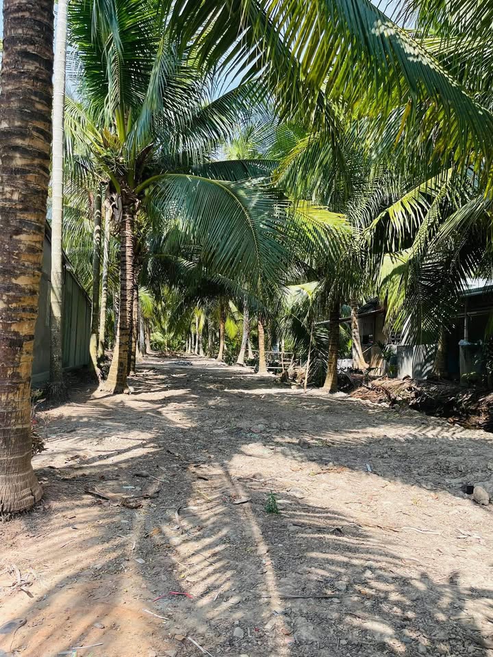 Đất nền 500m² tại xã Châu Bình, Giồng Trôm - Giá chỉ 600 triệu!