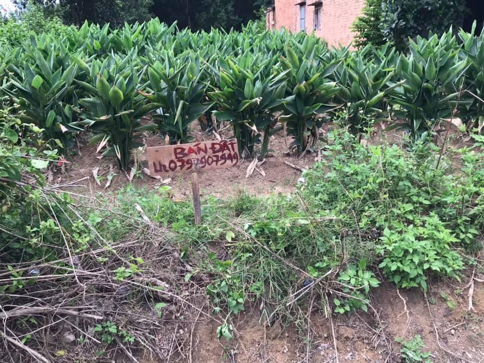 Đất nền khu phố 6, xã Gia An, Tánh Linh 450m² giá 4.5 tỷ - Đường bê tông thông thoáng!