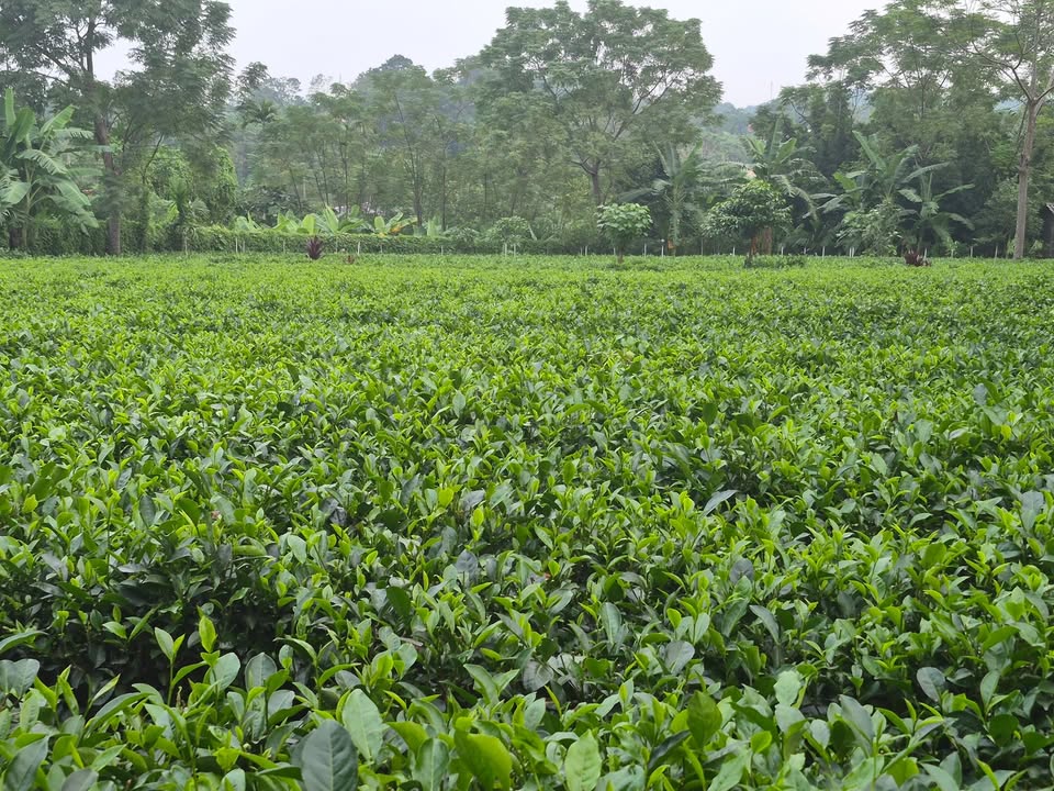 Đất nền Ba Trại, Ba Vì 800m² giá 4 tỷ - Lô góc 2 mặt tiền tuyệt đẹp!