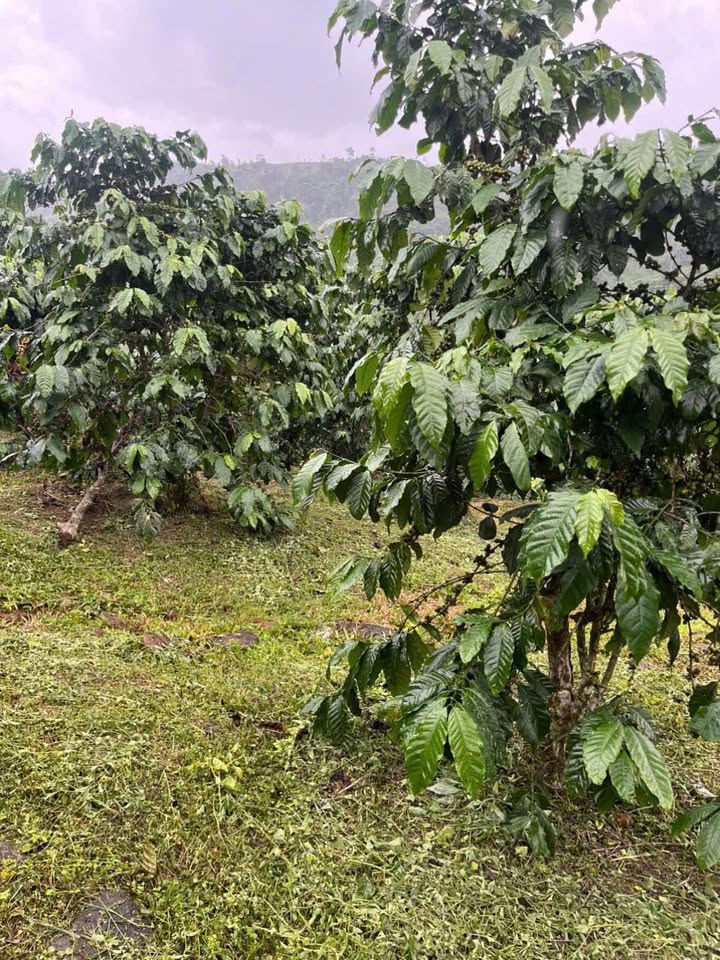 Đất nền 1ha tại Đại Lào, Bảo Lộc - Chỉ 2.5 tỷ - Sổ đỏ chính chủ!