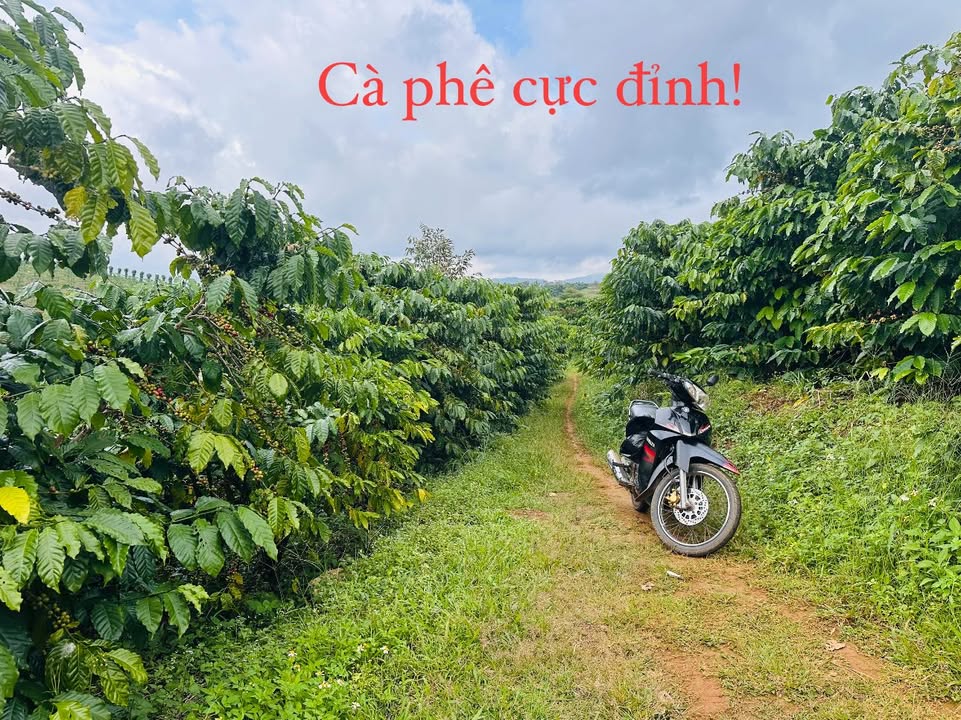 Đất thổ cư 3600m² khu phố 4 Lộc Bắc giá 3.2 tỷ - Sổ đỏ chính chủ