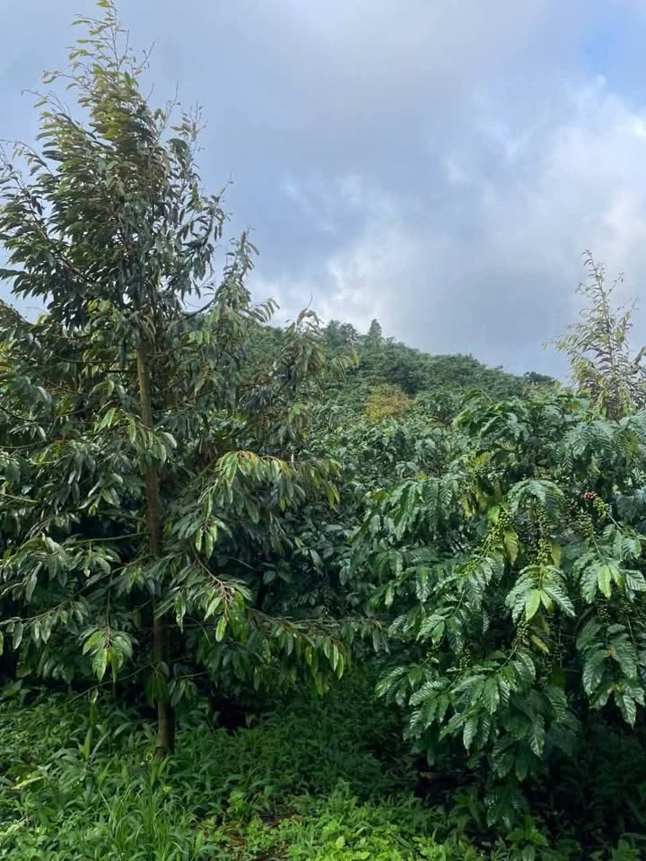 Đất đẹp Đinh Trang Hòa, Di Linh 8465m² giá chỉ 2.746 tỷ - Đầu tư sinh lời ngay!