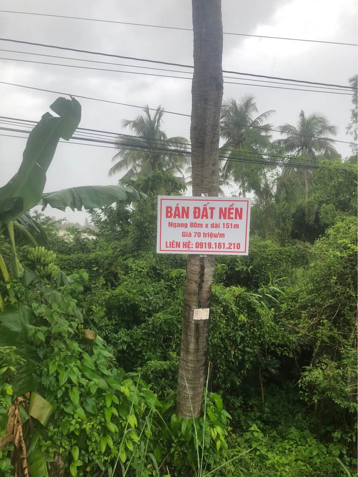 Đất trồng lúa 12080m² tại Rạch Cui, Cà Mau giá chỉ 6.4 tỷ - Đầu tư sinh lời!