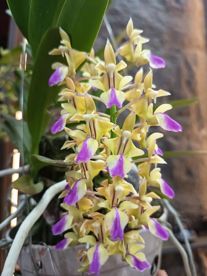 FrontHouse An Đồng 75m² giá thỏa thuận - Nội thất cao cấp, phù hợp mọi gia đình!