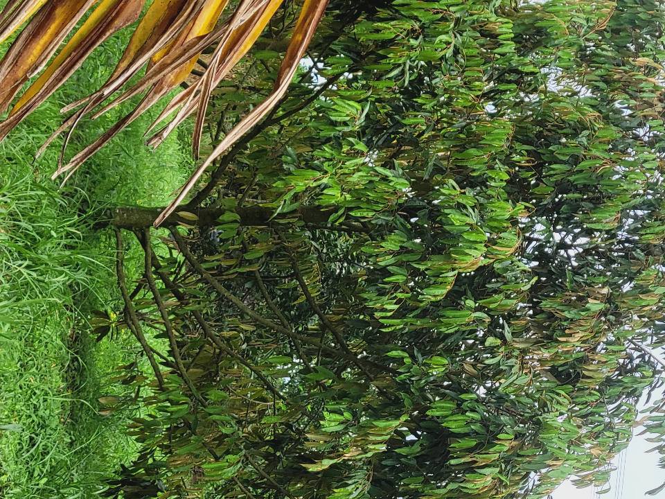 Đất nền Nhân Cơ Đắk R'Lấp 2,7ha giá 6 tỷ - Đầu tư sinh lời ngay!