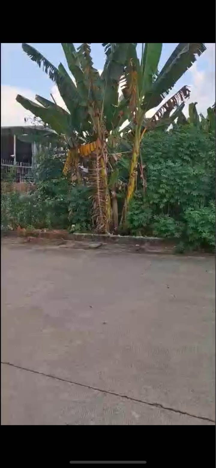 Đất thổ cư Thạnh Phước Tân Uyên 186m² - Cơ hội đầu tư sinh lời!