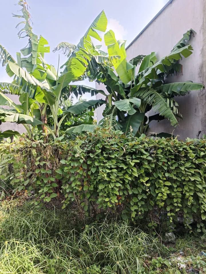 Đất nền Vĩnh Lộc A Bình Chánh 63m² giá chỉ 800 triệu - Cơ hội đầu tư tốt!