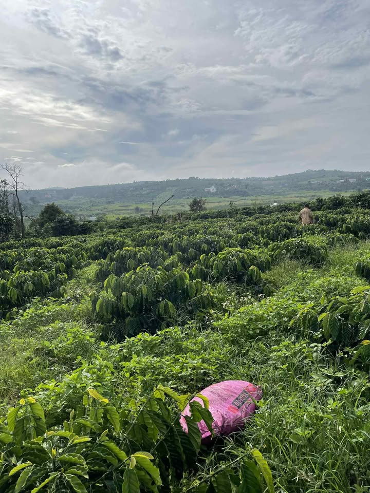 Đất nền xã Tân Hà Lâm Hà 18.880m² giá 4.5 tỷ - Sổ đỏ chính chủ!