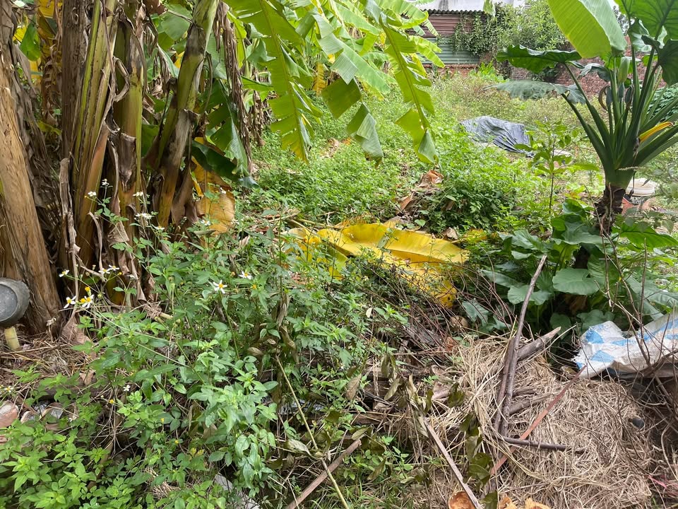 Lô đất chính chủ tại thôn Cả Đông Xuân 98m² giá chỉ 1xx tỷ - Cơ hội đầu tư hấp dẫn!