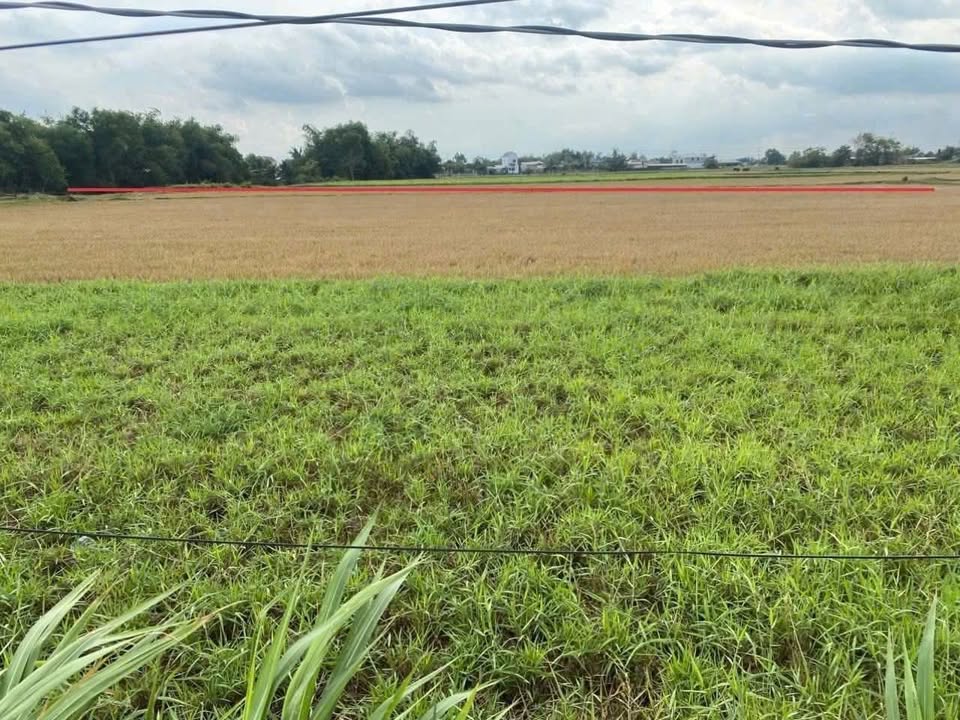 Đất Lúa 5000m² tại Tân Mỹ, Đức Hòa - Giá chỉ 2.2 tỷ, cần bán gấp!