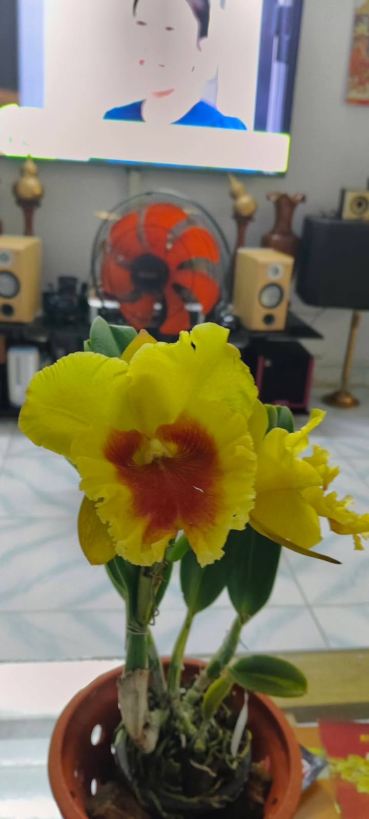 Mặt bằng cho thuê 26m² tại 905 Hà Ra, Nha Trang - Giá chỉ 6 triệu/tháng!