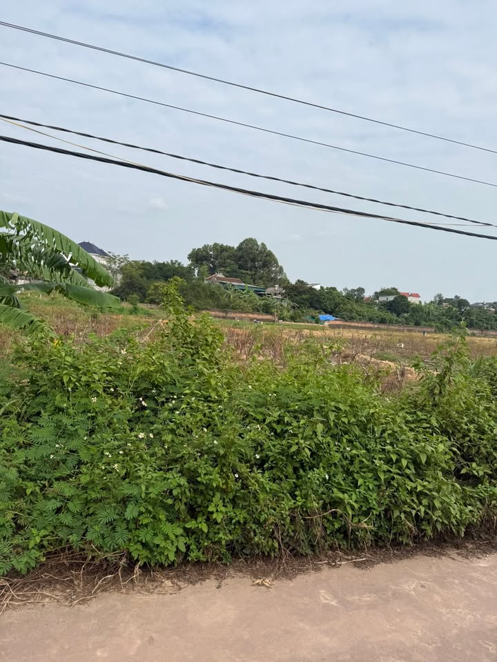 Đất thổ cư Tân Dĩnh Lạng Giang 190m² - Hướng Đông, view cánh đồng thoáng đãng!