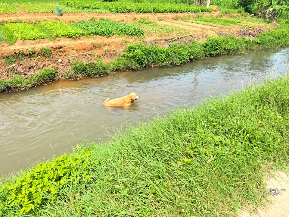 Đất nền khu phố Hà Thanh 1 Ninh Đa 106m² giá 420 triệu - Đầu tư sinh lời ngay!