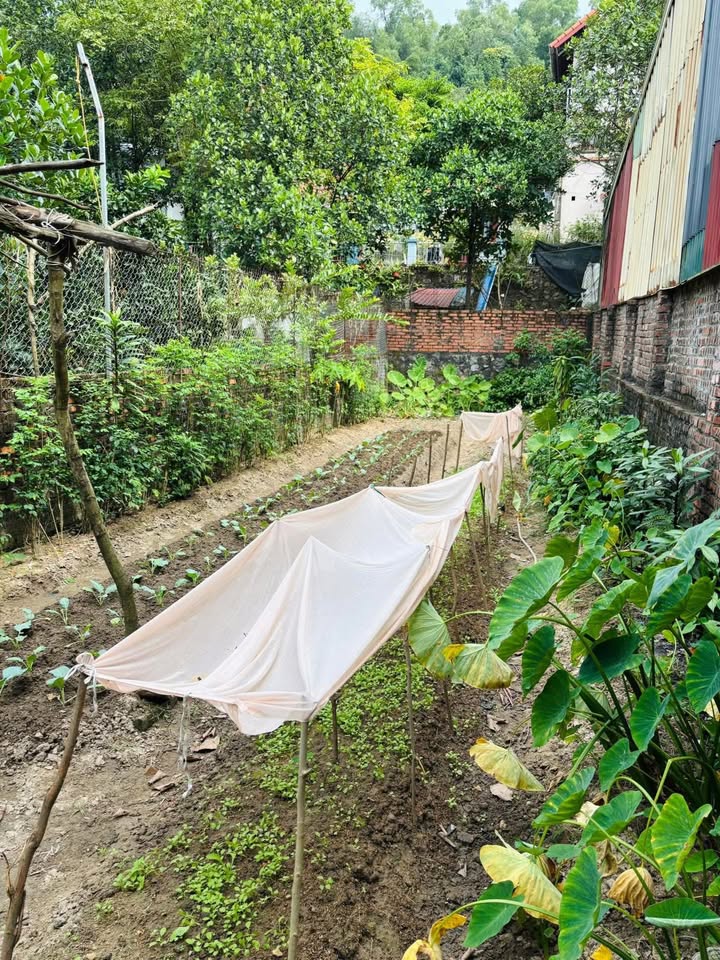 Đất nền Hoàn Sơn, Từ Sơn, Bắc Ninh 80m² giá 1.8 tỷ - Ô tô vào tận cửa!