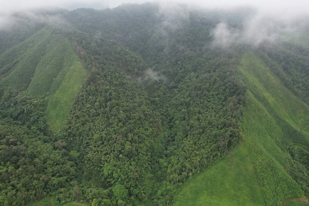 Đất Farm 3ha tại Minh Khai, Thạch An, Cao Bằng - Sổ đỏ lâu dài chỉ 130 triệu