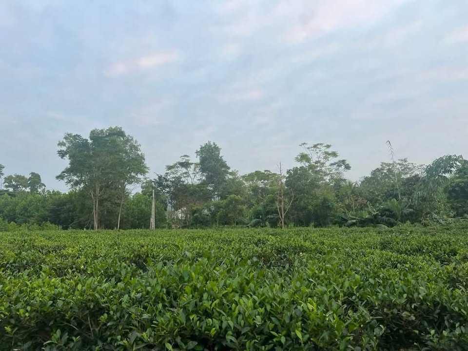 Đất nền xã Thành Công, Phổ Yên 2000m² chỉ 2 tỷ - Tiềm năng xây nhà vườn nghỉ dưỡng!