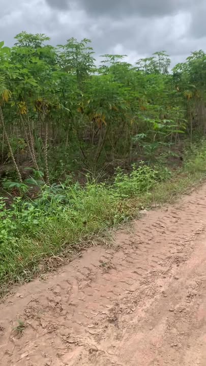 Đất nền An Cơ, Châu Thành, Tây Ninh 60000m² giá 8.1 tỷ - Mặt tiền đường lớn, cơ hội đầu tư tuyệt vời!