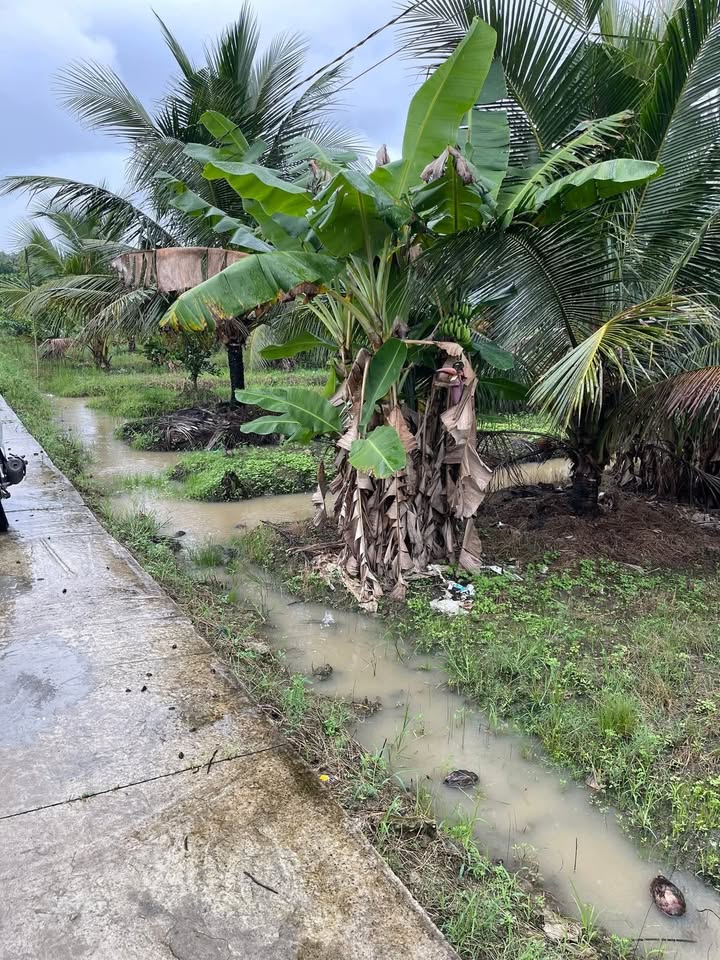 Đất nền 2000m² tại xã Chợ Gạo, Đồng Tháp - Giá chỉ 1.6 tỷ, sổ hồng chính chủ!