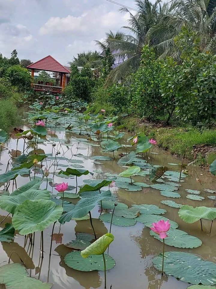 Căn nhà vườn 2020m² tại Tiền Giang - Phù hợp kinh doanh và nghỉ dưỡng!