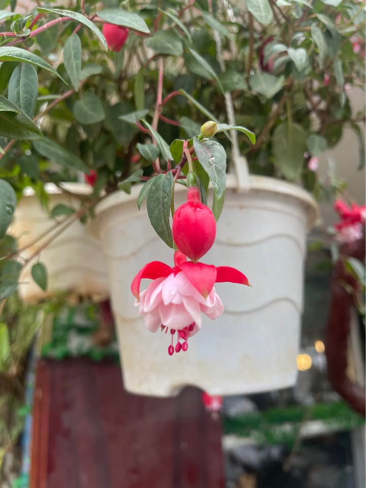 Đất nền tại đường Cao Thắng, phường Langbiang, Đà Lạt 58m² giá 850 triệu - Sổ xây dựng phân quyền