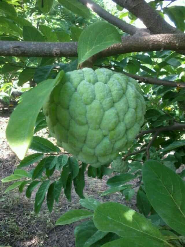 Đất hẻm 70 Trần Phú, Hòa Thành, Tây Ninh 135m² giá 625 triệu - Cơ hội đầu tư tuyệt vời!